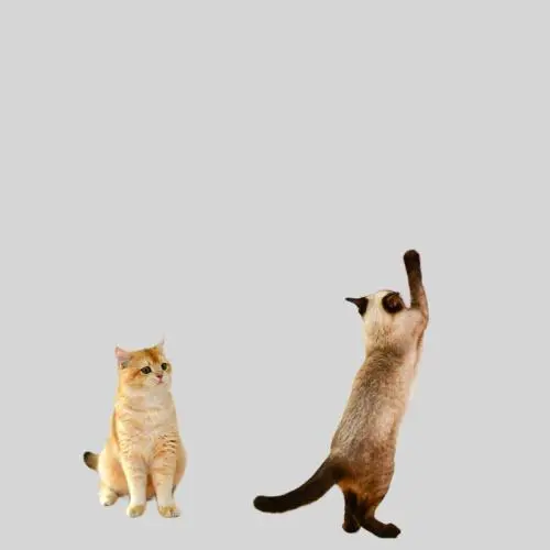 Kraft Paper Cat Scratcher - Wall Mounted, Durable